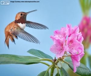 yapboz Erkek Kızıl sinek kuşu ve çiçek